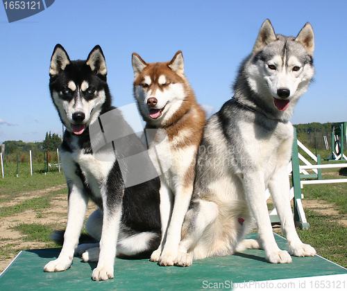 Image of huskies