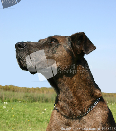 Image of Great Dane