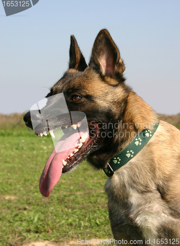 Image of biting malinois