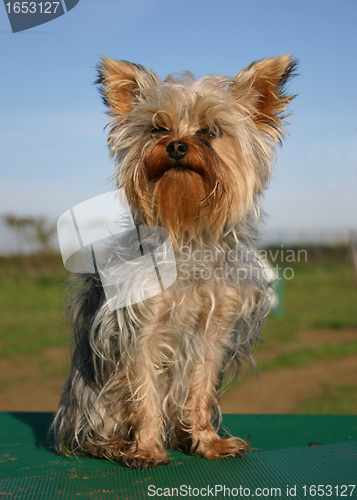 Image of Yorkshire terrier