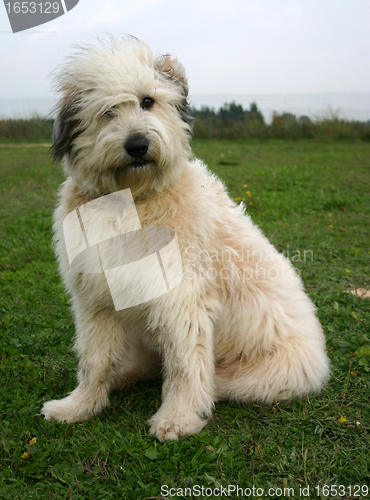 Image of pyrenean sheepdog