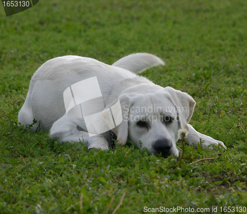 Image of labrador retriever