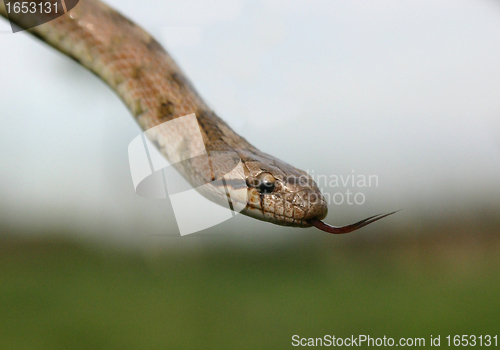 Image of Smooth snakes