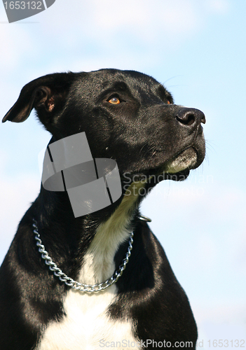 Image of american staffordhire terrier