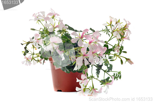 Image of hanging geraniums