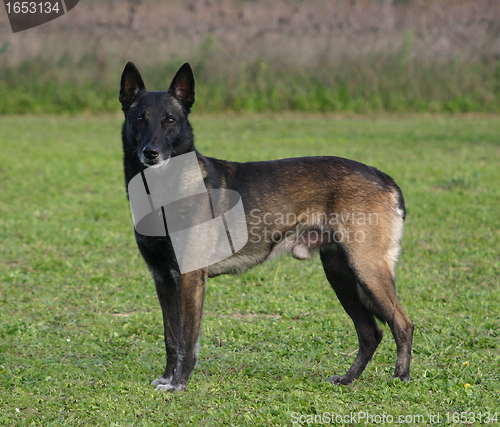 Image of malinois