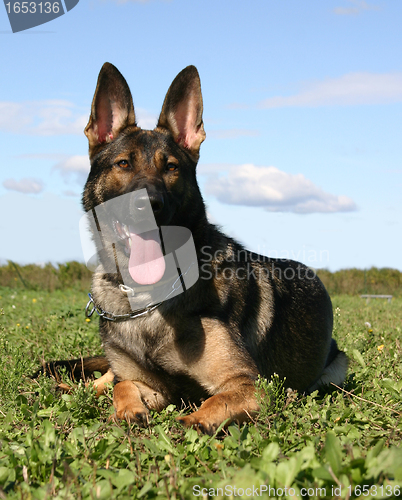 Image of german shepherd