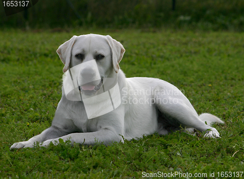 Image of labrador retriever