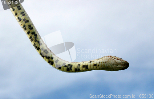 Image of Smooth snakes