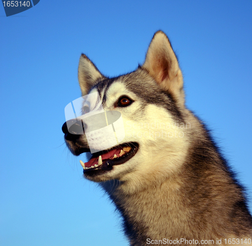 Image of siberian husky