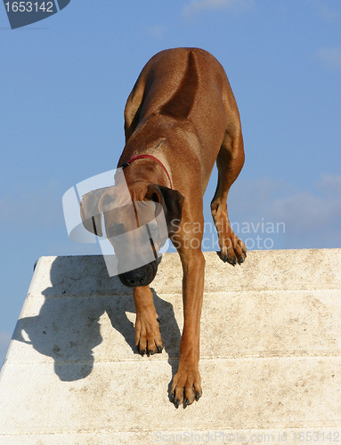 Image of  rhodesian ridgeback; 