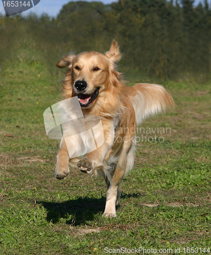 Image of running golden retriever