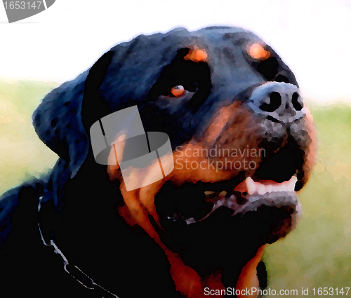 Image of rottweiler