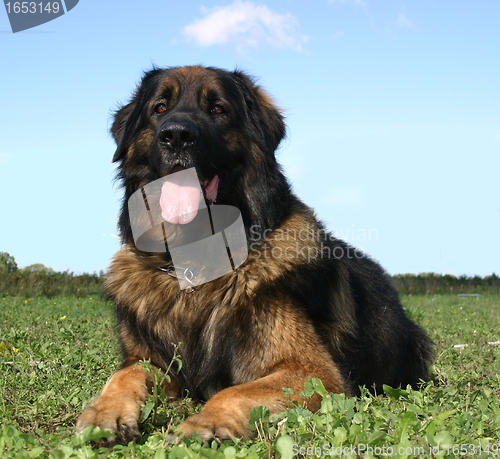 Image of leonberger