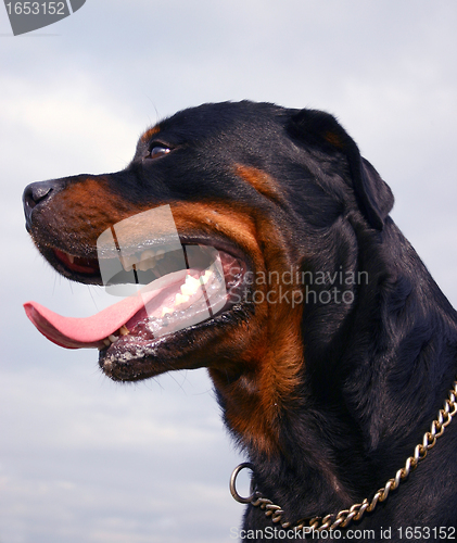 Image of rottweiler