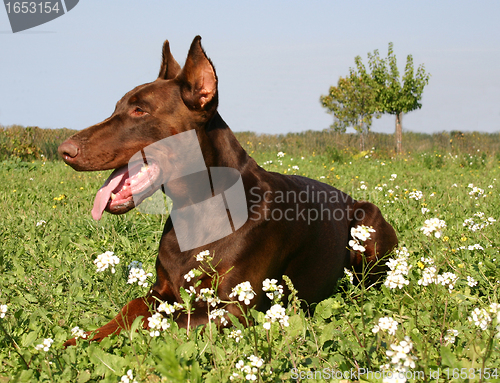 Image of doberman