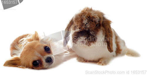 Image of chihuahua and Lop Rabbit