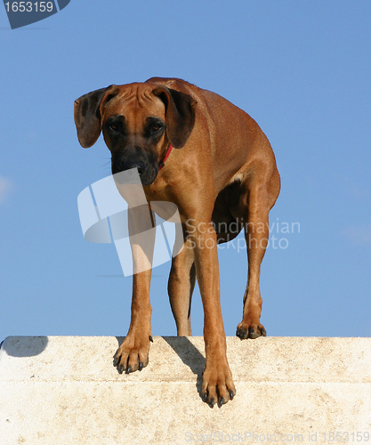 Image of  rhodesian ridgeback; 