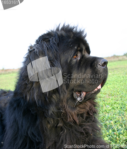 Image of newfoundland dog