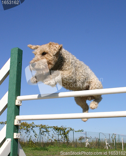 Image of fox terrier in agility