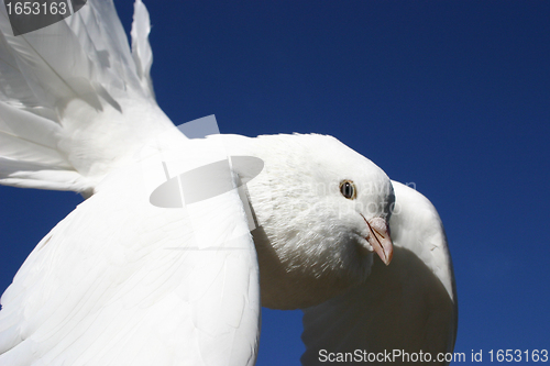 Image of white dove