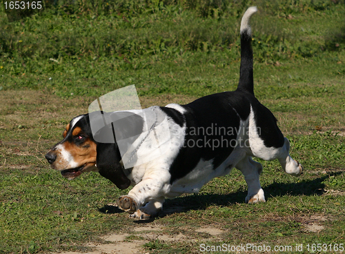 Image of basset hound