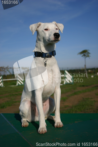 Image of jack russel terrier