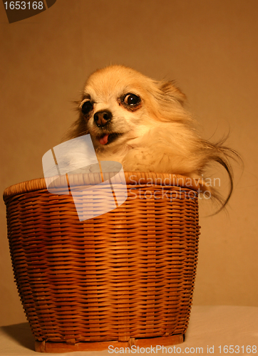 Image of chihuahua in baskett