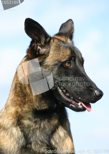 Image of malinois