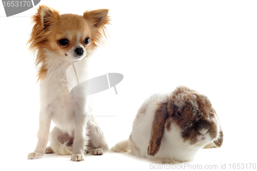 Image of chihuahua and Lop Rabbit