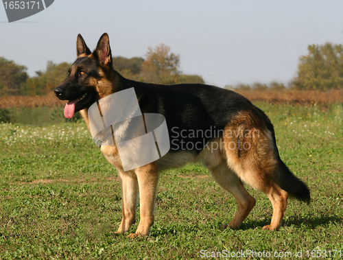 Image of german shepherd