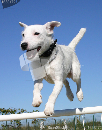 Image of jumping jack russel terrier