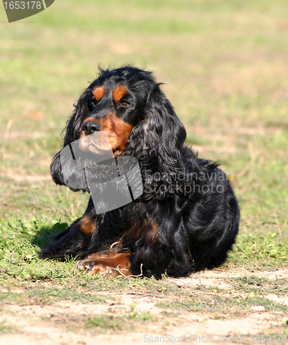 Image of cocker spaniel