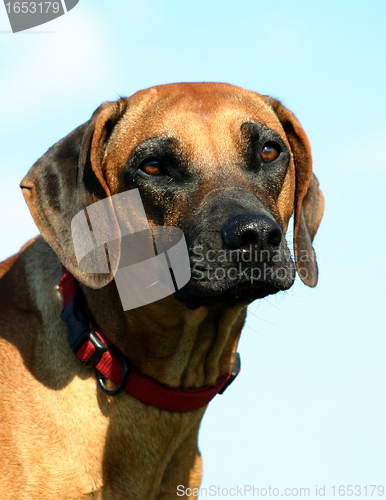 Image of  rhodesian ridgeback; 