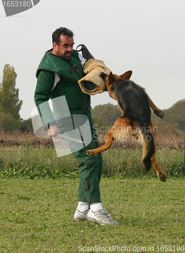 Image of german shepherd in attack