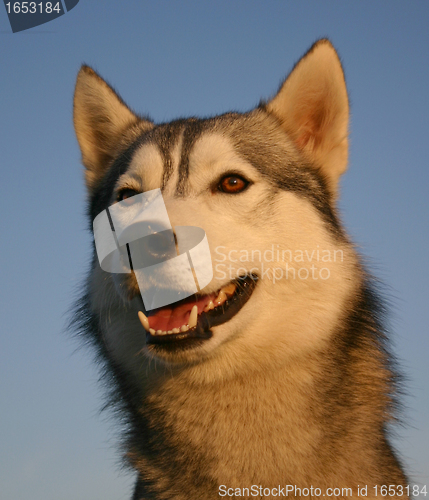 Image of siberian husky