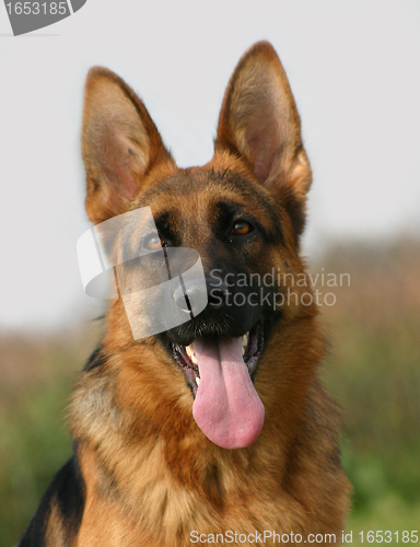 Image of german shepherd