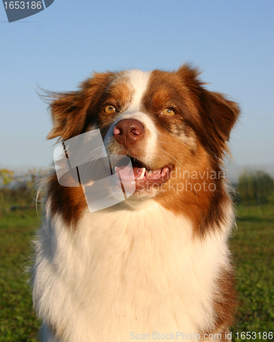 Image of australian shepherd