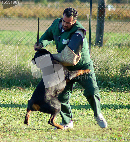 Image of rottweiler in attack