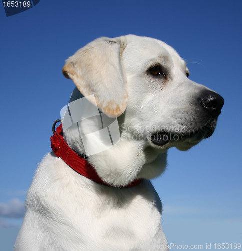 Image of labrador retriever