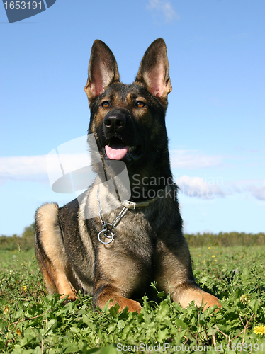 Image of german shepherd