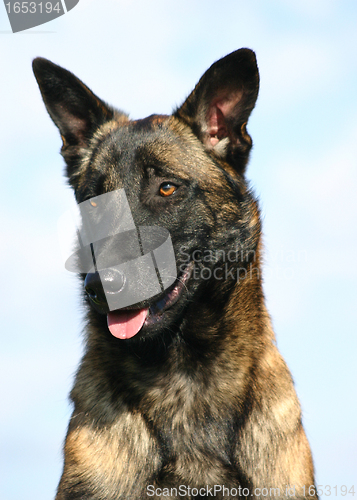 Image of malinois