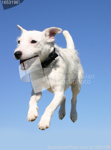 Image of jumping jack russel terrier
