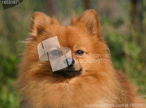 Image of pomeranian