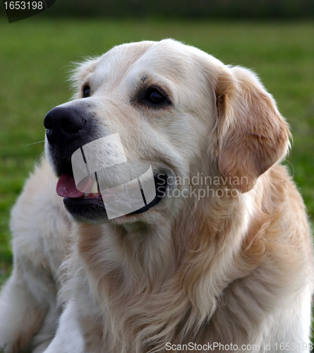 Image of golden retriever