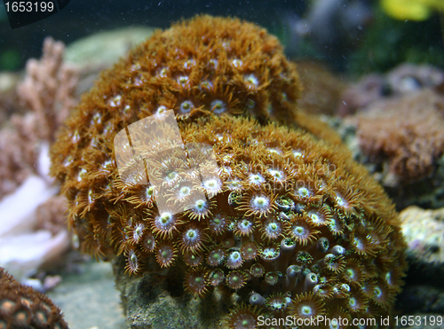 Image of hard coral