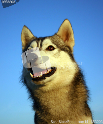 Image of siberian husky