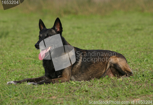 Image of malinois