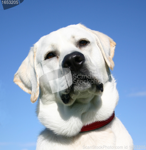 Image of labrador retriever