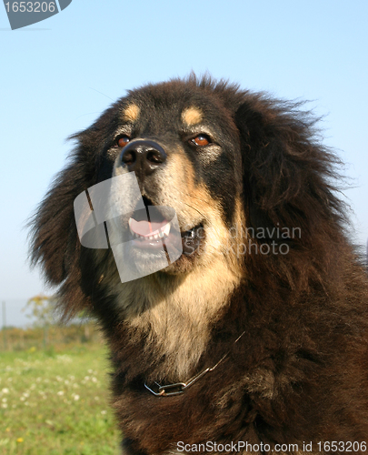 Image of tibetan mastiff